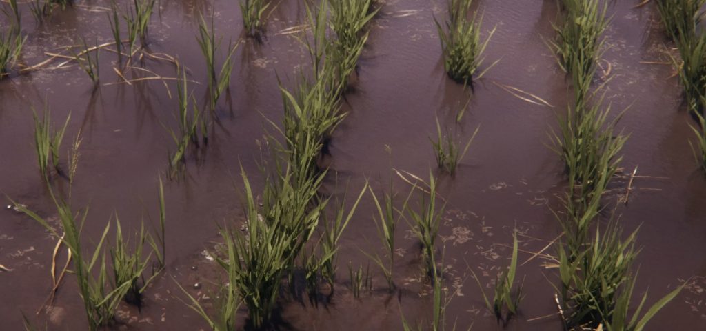 Colture di riso e spinaci in Farming Simulator 25 